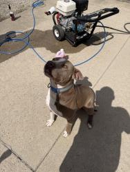Found/Stray Male Dog last seen Bridgton rd , Winston-Salem, NC 27127