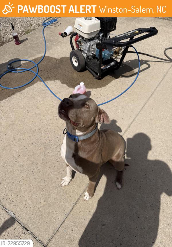 Found/Stray Male Dog last seen Bridgton rd , Winston-Salem, NC 27127
