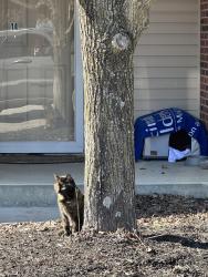 Lost Female Cat last seen Gaines Road and Clark’s Creek, Dry Ridge, KY 41035