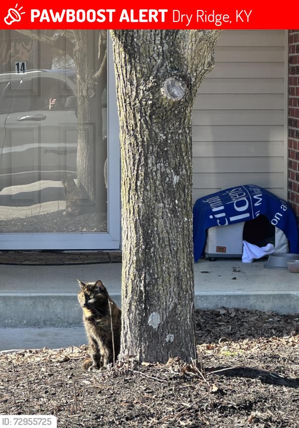 Lost Female Cat last seen Gaines Road and Clark’s Creek, Dry Ridge, KY 41035