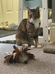 Reunited Female Cat last seen Slipped into backyards between Hudson Street and St Johns Place, Buffalo, NY 14201