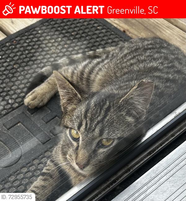 Lost Male Cat last seen Sanders lane, Greenville, SC 29609