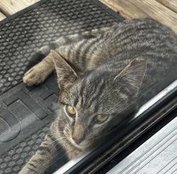 Lost Male Cat last seen Sanders lane, Greenville, SC 29609
