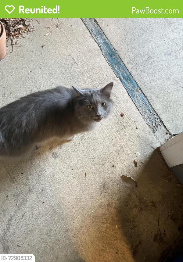 Reunited Female Cat last seen The View at 5010 apmts, Winston-Salem, NC 27106