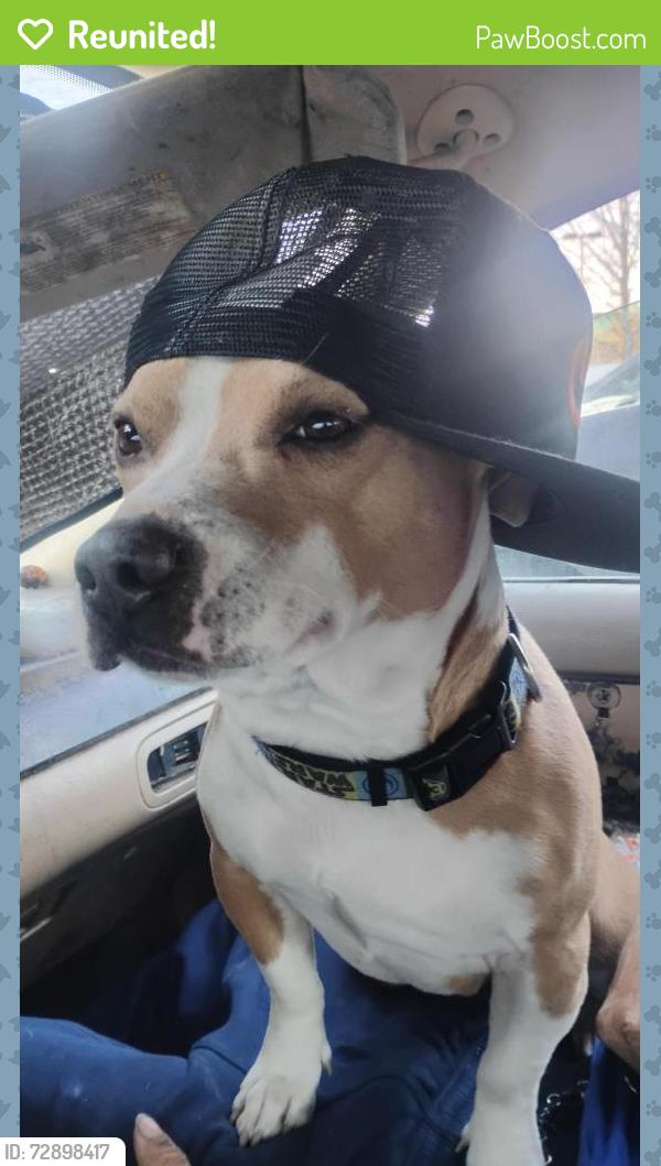 Reunited Male Dog last seen In Burger King parking lot and was just gone and couldn't find him, Candler, NC 28715