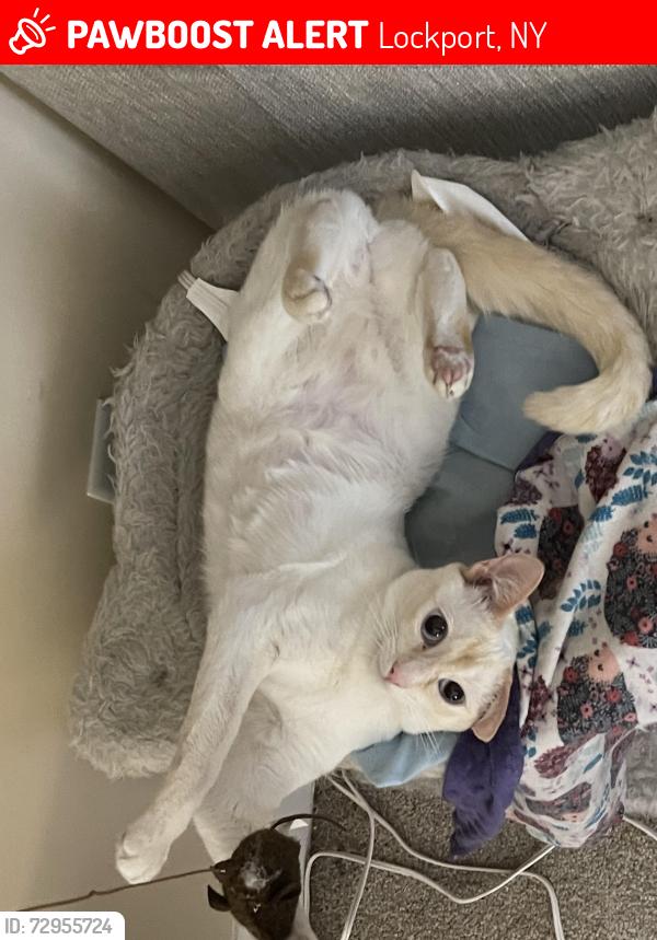 Lost Female Cat last seen Rapids, Lockport, NY 14094