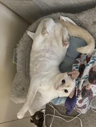 Lost Female Cat last seen Rapids, Lockport, NY 14094