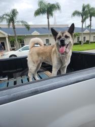 Reunited Female Dog last seen By eau gallie first baptist, Melbourne, FL 32935