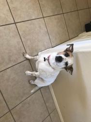 Reunited Female Dog last seen Cave Creek Road and Desert Willow, Cave Creek, AZ 85331