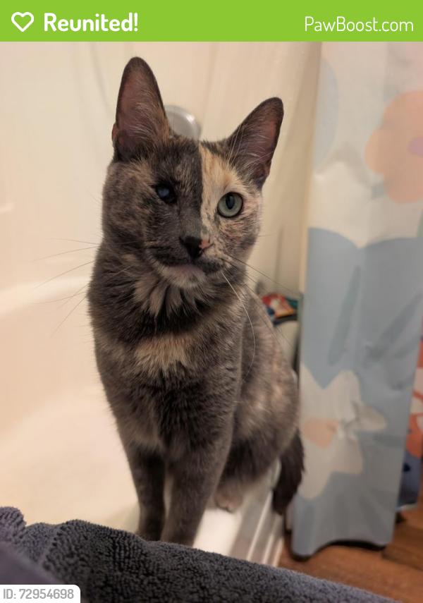 Reunited Female Cat last seen Paularino and Newport ave , Costa Mesa, CA 92626