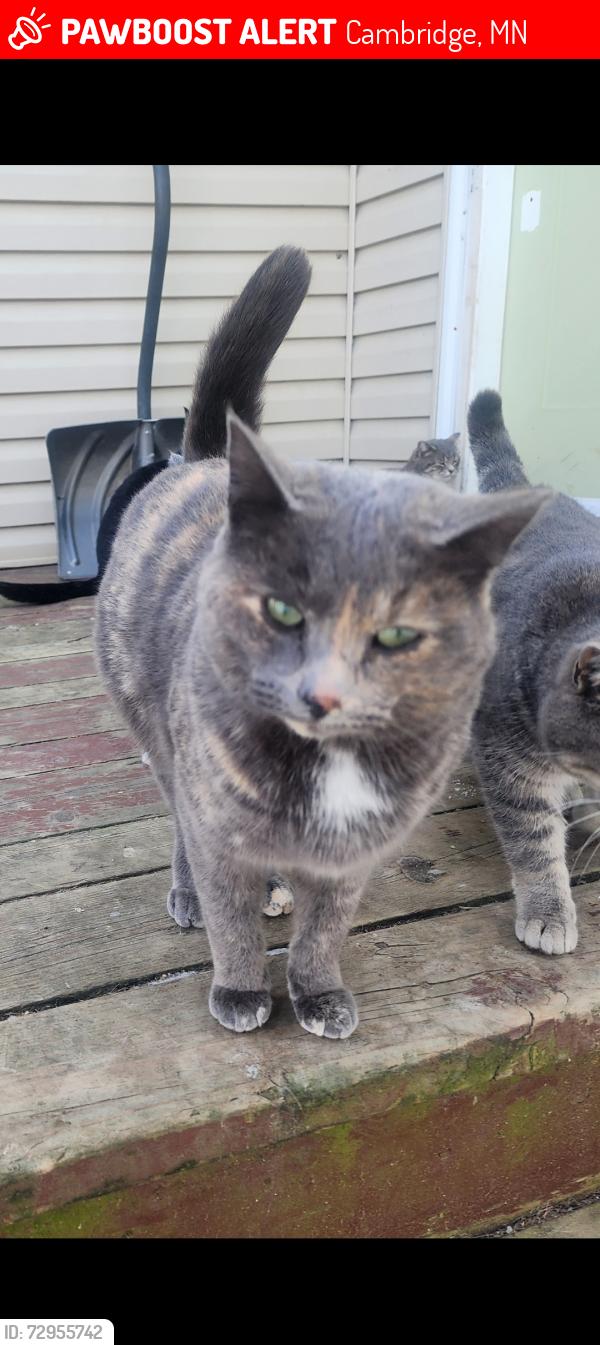 Lost Female Cat last seen Hastings St NE and 352nd Ave NE, Cambridge, MN 55008