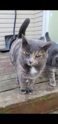 Lost Female Cat last seen Hastings St NE and 352nd Ave NE, Cambridge, MN 55008