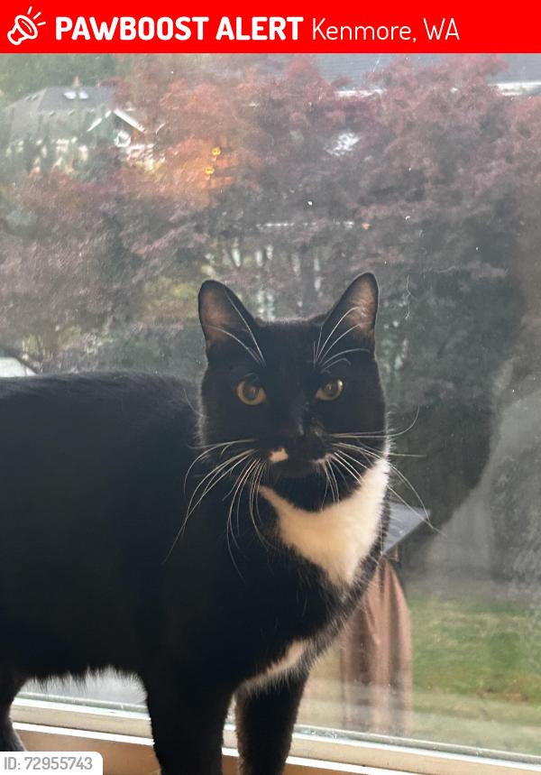 Lost Male Cat last seen 88th and NE150th place , Kenmore, WA 98028