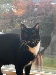 Lost Male Cat last seen 88th and NE150th place , Kenmore, WA 98028