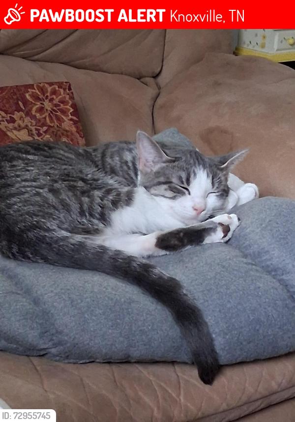 Lost Female Cat last seen Henegar, Knoxville, TN 37917