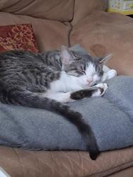 Lost Female Cat last seen Henegar, Knoxville, TN 37917
