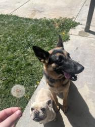 Lost Female Dog last seen Ottawa Rd and Apple Valley Rd, Apple Valley, CA 92395