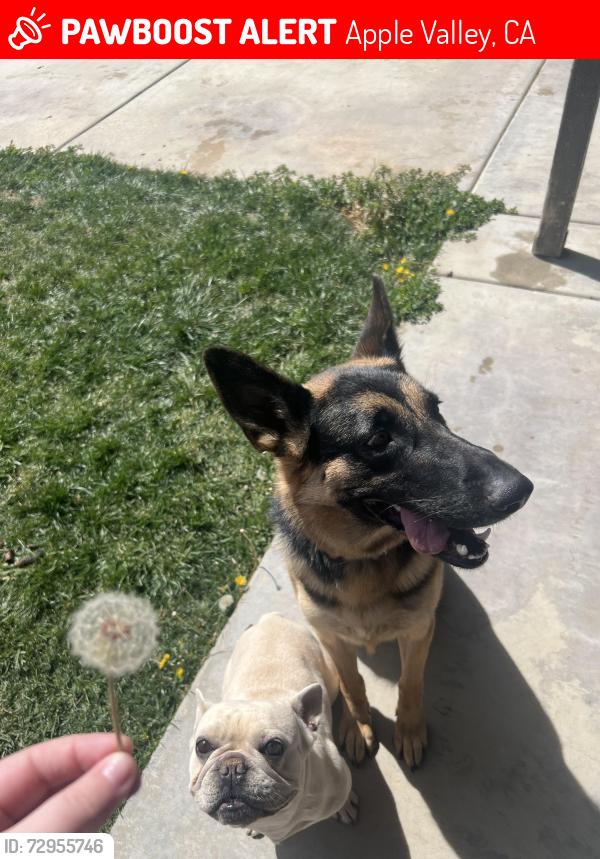 Lost Female Dog last seen Ottawa Rd and Apple Valley Rd, Apple Valley, CA 92395