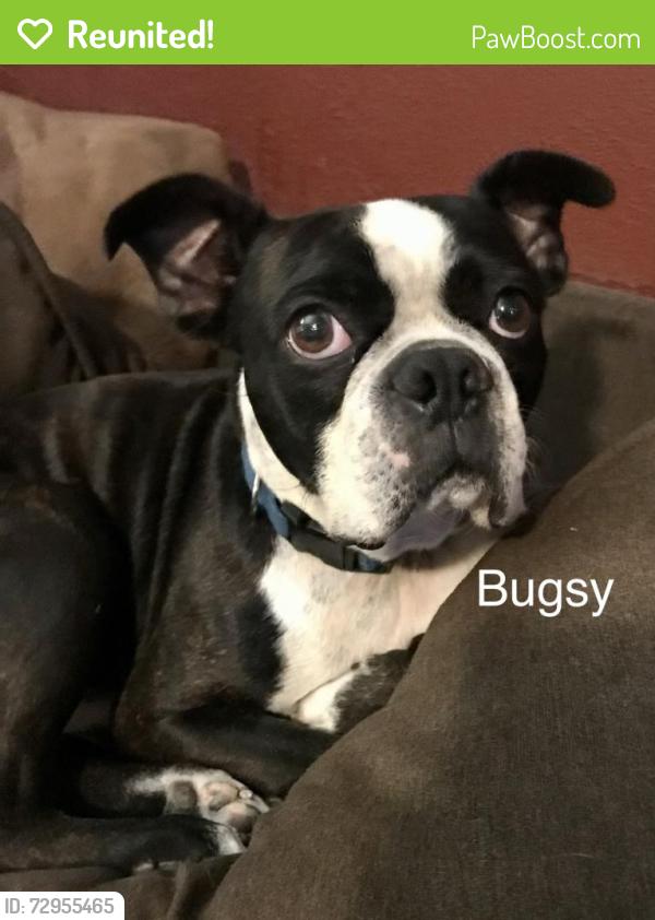 Reunited Male Dog last seen WCR and west University, Odessa Texas , Odessa, TX 79763