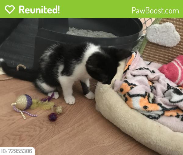 Reunited Female Cat last seen Near Trescott DR, Knoxville, TN 37921