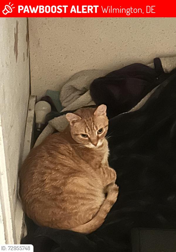 Lost Male Cat last seen Near block of west summit, Wilmington, DE 19804
