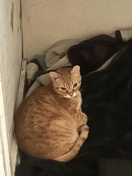 Lost Male Cat last seen Near block of west summit, Wilmington, DE 19804
