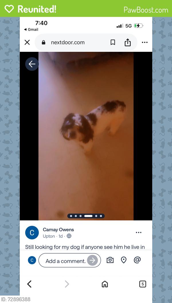 Reunited Male Dog last seen Preston Street, Baltimore, MD 21201