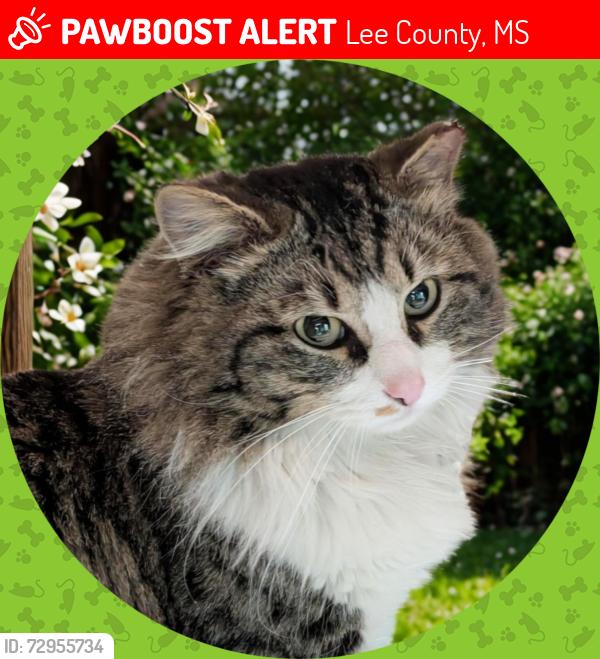 Lost Male Cat last seen Beech Springs Road, Saltillo, MS, Lee County, MS 38866