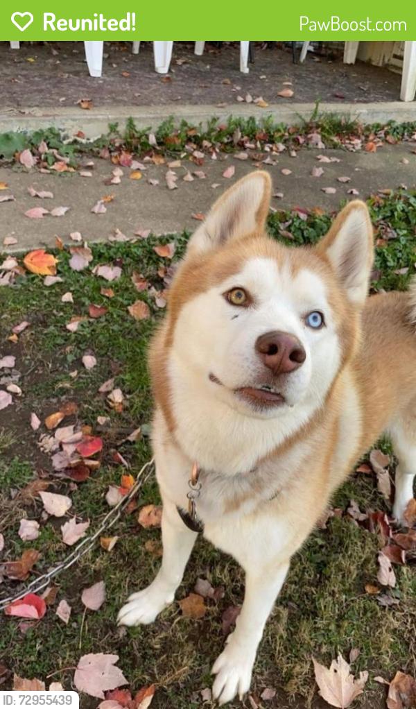 Reunited Male Dog last seen Between whipple and Woodlawn , Canton, OH 44708