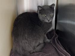 Shelter Stray Male Cat last seen Near BLOCK N MURRAY BLVD, COLORADO SPRINGS CO 80909, Colorado Springs, CO 80905