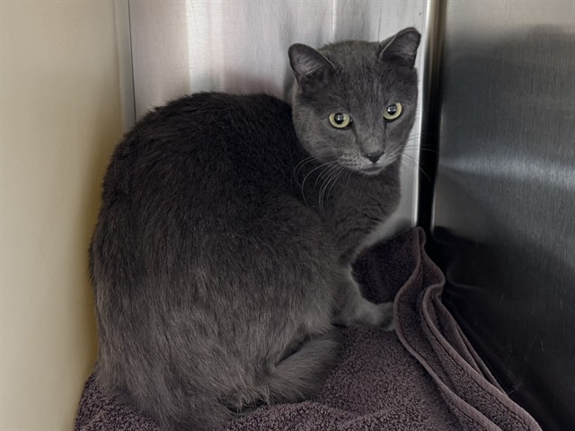 Shelter Stray Male Cat last seen Near BLOCK N MURRAY BLVD, COLORADO SPRINGS CO 80909, Colorado Springs, CO 80905
