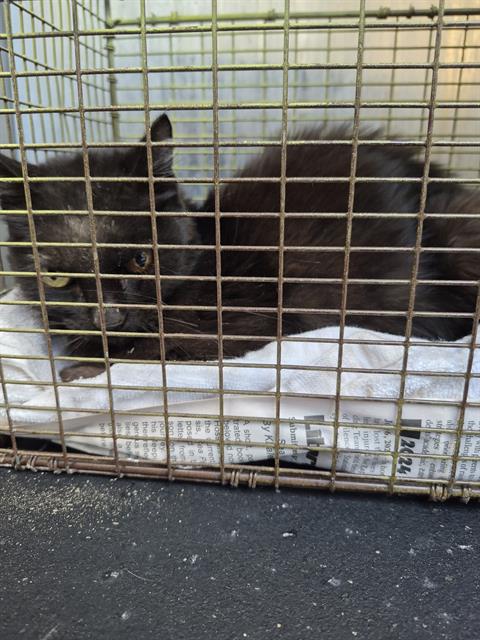 Shelter Stray Female Cat last seen Near BLOCK OF E CRAIG PLACE, San Antonio, TX 78227