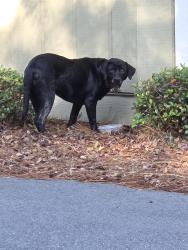 Reunited Unknown Dog last seen Pizza Hut off of Highway 17 in Surfside, Myrtle Beach, SC 29577