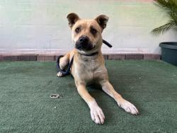 Shelter Stray Female Dog last seen , Irwindale, CA 91706