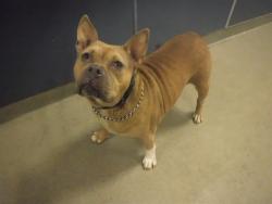 Shelter Stray Female Dog last seen Near BLOCK NW 168TH TER, Doral, FL 33122