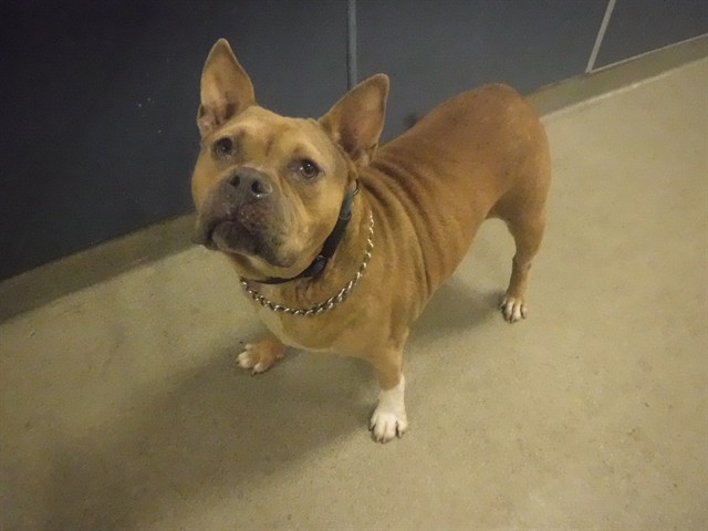 Shelter Stray Female Dog last seen Near BLOCK NW 168TH TER, Doral, FL 33122