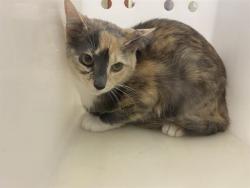 Shelter Stray Unknown Cat last seen Near BLOCK W WINDLAKE AVE, Milwaukee, WI 53215