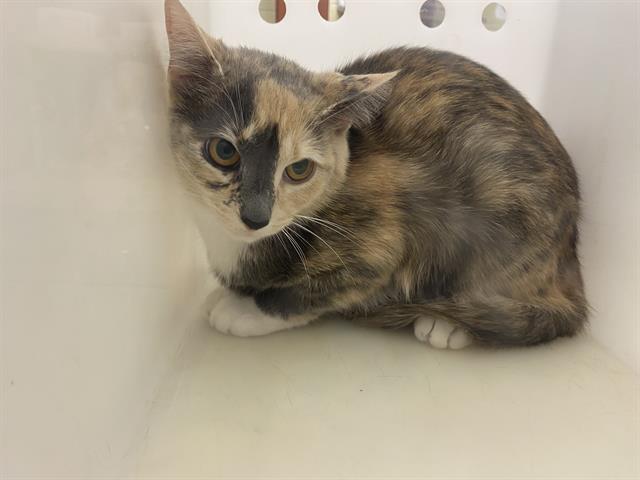 Shelter Stray Unknown Cat last seen Near BLOCK W WINDLAKE AVE, Milwaukee, WI 53215
