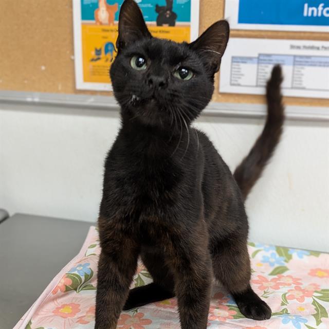 Shelter Stray Male Cat last seen , Camarillo, CA 93010