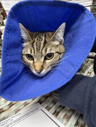Shelter Stray Female Cat last seen , Los Angeles, CA 90025