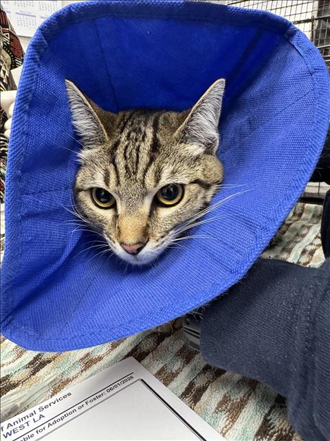 Shelter Stray Female Cat last seen , Los Angeles, CA 90025