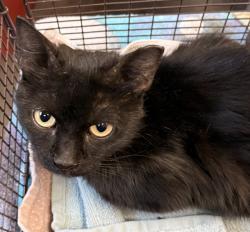Shelter Stray Female Cat last seen , Tucson, AZ 85745
