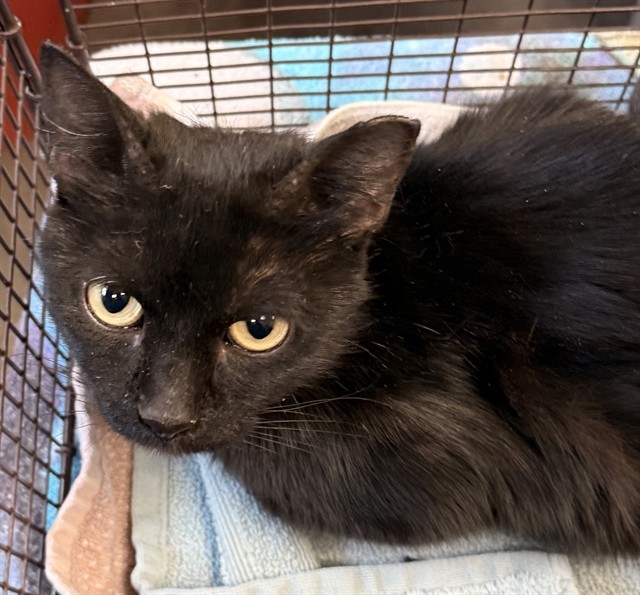 Shelter Stray Female Cat last seen , Tucson, AZ 85745