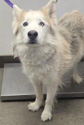 Shelter Stray Female Dog last seen , Tucson, AZ 85745