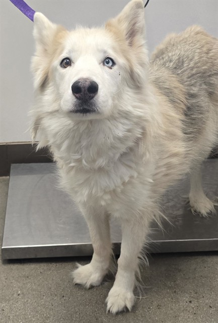 Shelter Stray Female Dog last seen , Tucson, AZ 85745