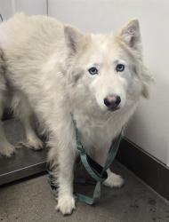 Shelter Stray Female Dog last seen , Tucson, AZ 85745
