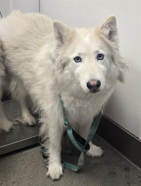 Shelter Stray Female Dog last seen , Tucson, AZ 85745