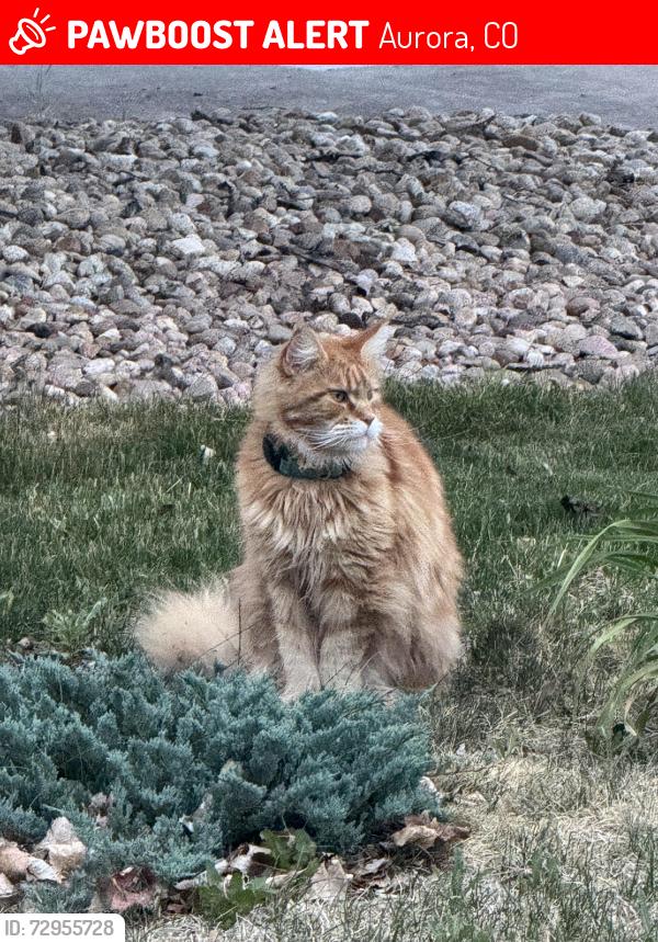 Lost Male Cat last seen N Flart Rock St Aurora 80018, Aurora, CO 80018