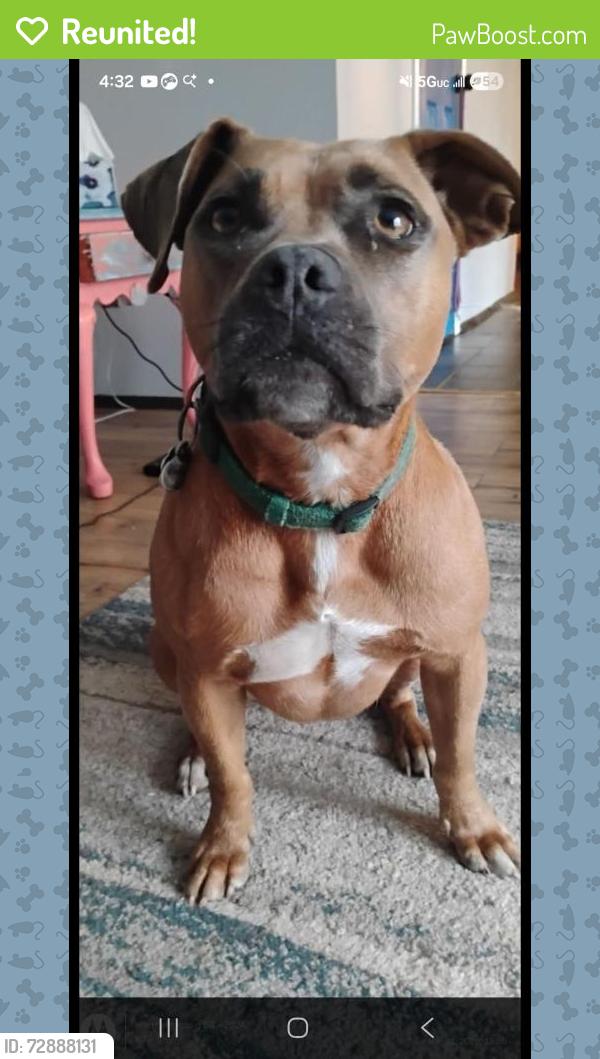 Reunited Female Dog last seen W.Homewood Rd , Conway, SC 29526
