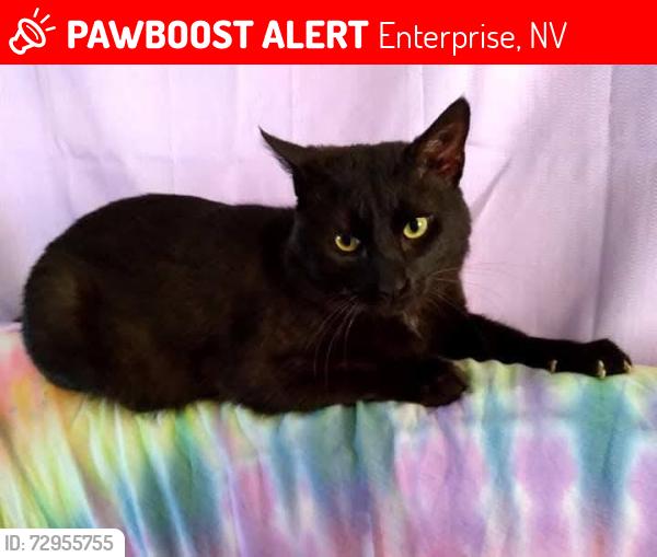 Lost Male Cat last seen Warm Springs and S Jones, Enterprise, NV 89118